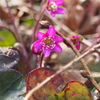 能登雪割草まつり・門前そばの市