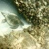 ホヌの昼寝 Honu’ｓ nap