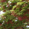 木々の若芽が美しいだけではない、木々に花が咲いている。