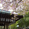 白峯神社・八重桜と黄桜