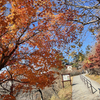 紅葉狩り　三峯神社