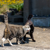 玄海諸島のねこさん