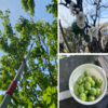 【梅の実】自宅の梅の木から脚立，高枝切りバサミを使って青梅を収穫（梅シロップ＆梅酒用）！
