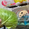 コタローとキャベツ