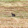 エレガントワラビー(Whiptail Wallaby)