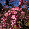 早速試し撮り　縮景園＆芸備線（バルブ）