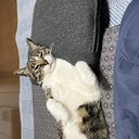 富貴蘭　まほろばいお　