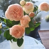Daily Flowers 1/11/2024