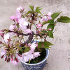  桜盆栽のお花見