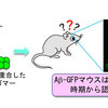 じじぃの「科学・地球_428_アルツハイマー征服・アルツハイマー病遺伝子を探せ」