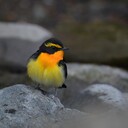 鳥撮坊主の放浪記