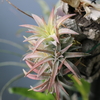 Tillandsia ionantha var. vanhyninngii