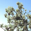 開花発表・・