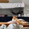 先住猫るるちゃんに余裕が出てきた、新入り猫さんお迎え二日目。