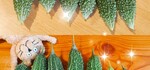 とれすぎるゴゥヤ✨(*˘ー˘*)