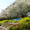 桜２０１２_勝浦運河