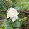 バラの花も少し、駅ガーデン草むしり