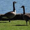 カナダガン(Canada Goose)