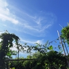 今日は投票日→テレビがおかしい