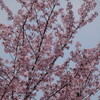 桜と鳥と