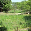 ６月１０日　夜宮公園の花菖蒲