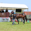 【九州トレーニングセール2017】＆【九州1歳市場2017】の上場馬募集開始!