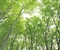 ◆'21/05/22　県立自然博物園・新緑の林の中を歩く②