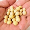 2回目の豆もやし栽培。今度は茎を伸ばして収穫する予定です