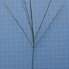 Digitaria ciliaris　メヒシバ