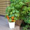 我が家に初のホオズキ鉢植え／モミジの翼果