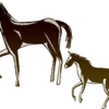 【追い切り注目馬（先週の回顧）】【ニューイヤーS】他　2025/1/13(月) 中山・中京競馬　適距離戻りの期待は無残にも……