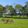 【悲報】2024年競馬界、もう無茶苦茶な件