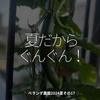 2484食目「夏だからぐんぐん！」ベランダ農園2024夏その17
