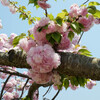 兵庫県小野市）やなせ苑桜づつみ。八重桜、満開。ツバメ、エナガ、ウグイス、ホオジロ、カワラヒワ。