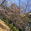 桜、いよいよ見ごろです！