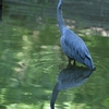 野鳥を撮りに来ました…大泉緑地編