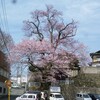 １本桜が市内に点在する事で有名になった小京都飯田