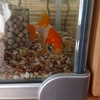 エサを食べる早さが違う金魚たち