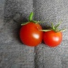 水耕栽培キッチンのミニトマト　２つ完熟で採れました