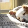 オヤジの歯が抜け疑われた犬