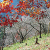 冬桜と紅葉を楽しむ里山ハイキング（群馬県藤岡市）