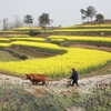 中国写真館その2　漢中盆地に咲く菜の花