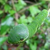 アゲハチョウを飼う