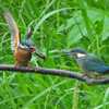 カワセミの幼鳥とオオタカ