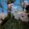 2018福井に桜開花宣言出る