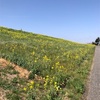 3月中旬の菜の花絨毯・・江戸川土手