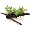 （水草）ニードルリーフ　ルドウィジア(水上葉)　流木付（無農薬）（1個）（約10〜15cm）