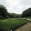 吹上しょうぶ公園2（東京都青梅市）