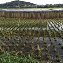 南房総でシンプル田舎暮らし