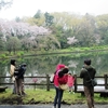 サクラ、湧水、水鳥…　国分寺・日立庭園にぎわう